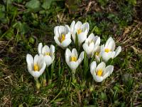 Weiße Krokusgruppe in voller Blüte